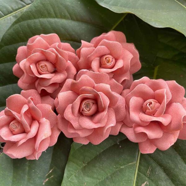 Roses - Image 20