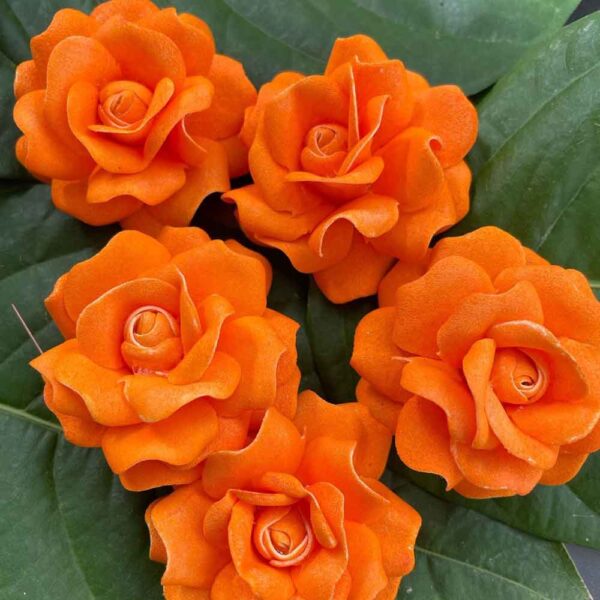 Roses - Image 22